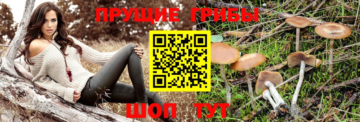 Галлюциногенные грибы мицелий  цена   Кондопога  Вход с VPN  Псилоцибиновые грибы прущие грибы 
